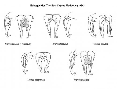 Réf. 224 155 : Trichius divers